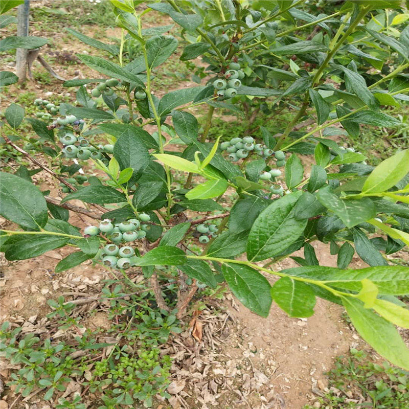 湖南蓝莓苗批发大棚种植技术