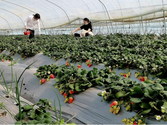 农业节目致富经种植视频_草莓农业节目致富经_致富经草莓