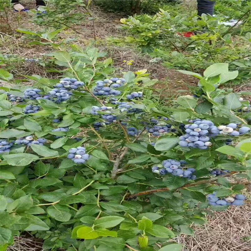 湖北1年蓝莓苗大棚种植技术