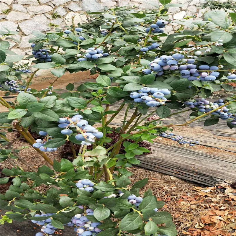 湖北1年蓝莓苗大棚种植技术