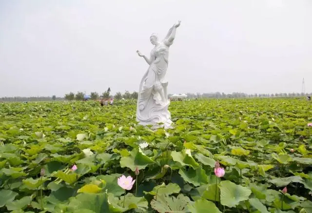 记河南范县农民种莲藕搞乡村旅游致富之路，现正值莲藕丰收季节