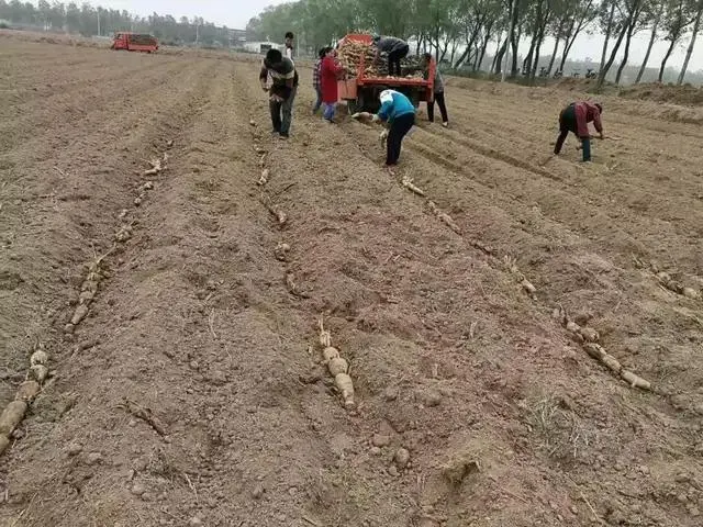 致富经高产藕种植视频_种植莲藕效益怎么样_小伙种植莲藕有高招致富经