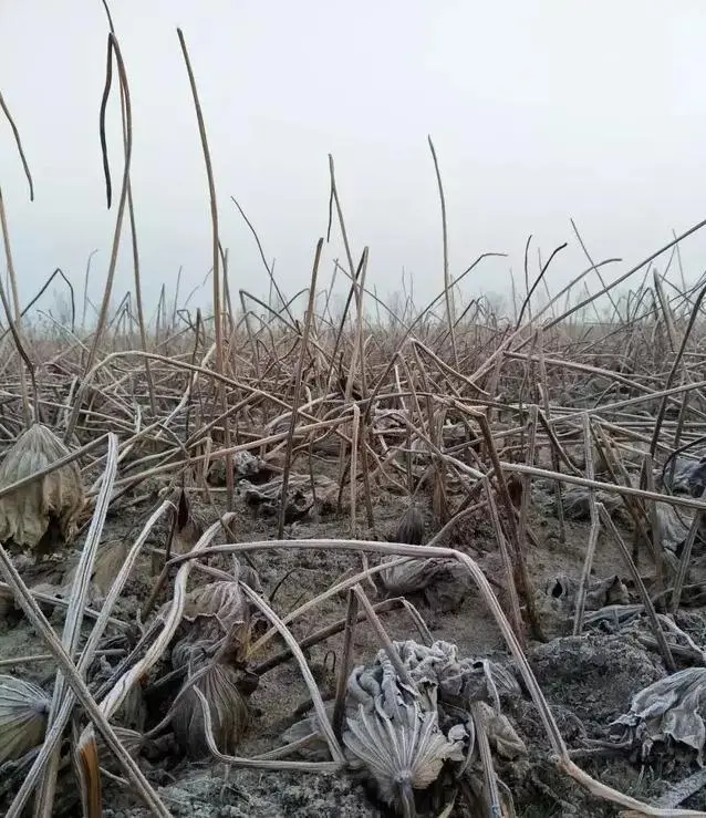 种植莲藕效益怎么样_致富经高产藕种植视频_小伙种植莲藕有高招致富经