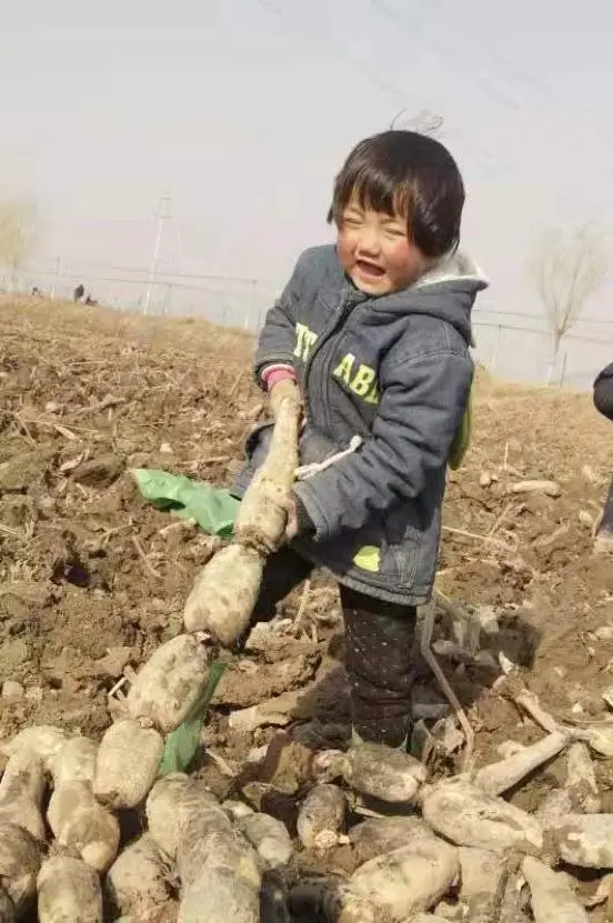 致富经高产藕种植视频_小伙种植莲藕有高招致富经_种植莲藕效益怎么样