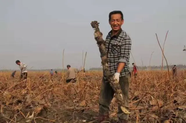 种植莲藕效益怎么样_小伙种植莲藕有高招致富经_致富经高产藕种植视频