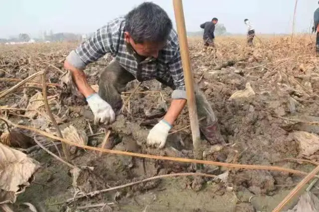 种植莲藕效益怎么样_致富经高产藕种植视频_小伙种植莲藕有高招致富经