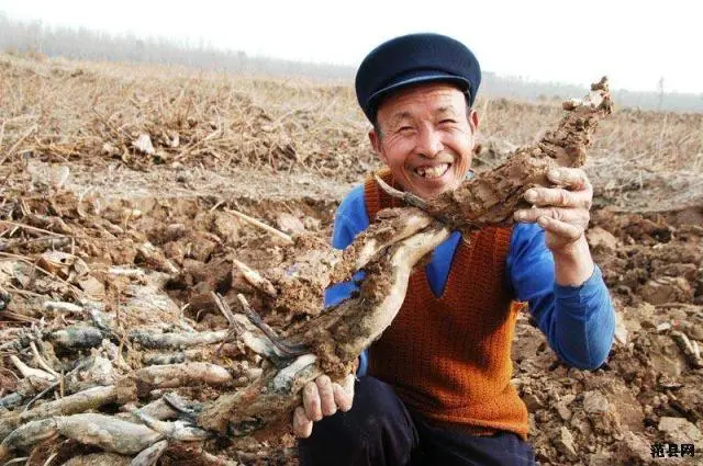 种植莲藕效益怎么样_致富经高产藕种植视频_小伙种植莲藕有高招致富经