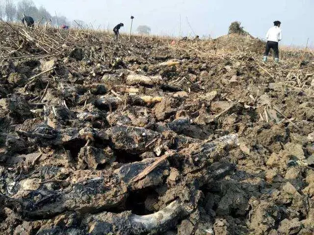 种植莲藕效益怎么样_致富经高产藕种植视频_小伙种植莲藕有高招致富经