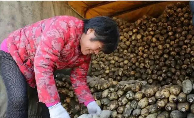 种植莲藕效益怎么样_致富经高产藕种植视频_小伙种植莲藕有高招致富经