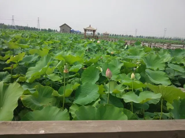 致富经高产藕种植视频_种植莲藕效益怎么样_小伙种植莲藕有高招致富经