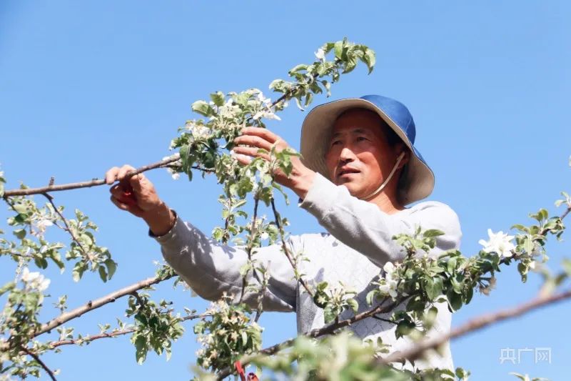 甘肃省种植什么_甘肃种植基地_甘肃种植什么致富