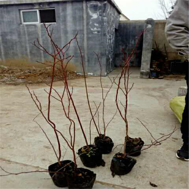 四川蓝莓苗批发大棚种植技术