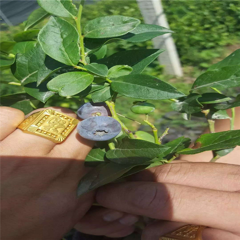 四川蓝莓苗批发大棚种植技术