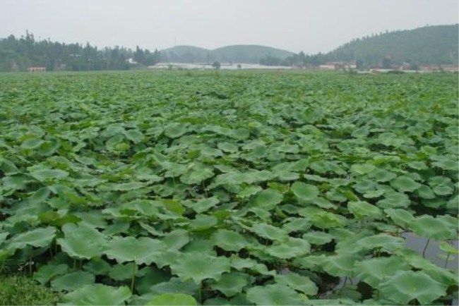 种植莲藕成本和利润_种植莲藕的视频_小伙种植莲藕有高招致富经