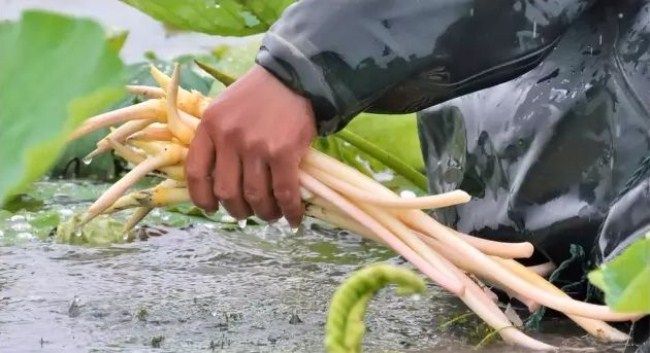 小伙种植莲藕有高招致富经_种植莲藕成本和利润_种植莲藕的视频