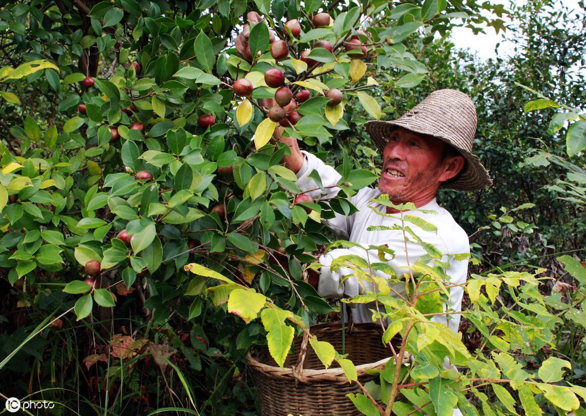 油茶树的种植方法（高产油茶栽培技术解析）