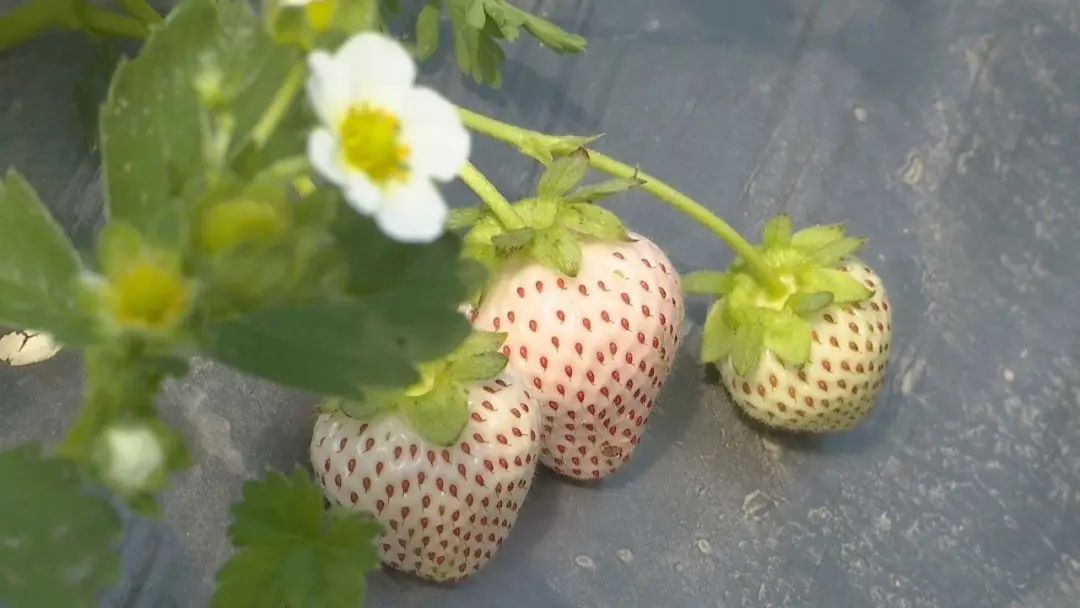 甘肃种植什么致富_甘肃种植基地_甘肃农村种植致富好项目