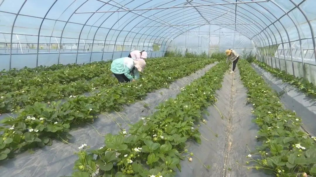 甘肃种植基地_甘肃种植什么致富_甘肃农村种植致富好项目