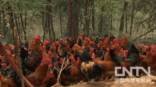 三农致富经泥鳅_致富经稻田养泥鳅视频_致富经大桶养泥鳅