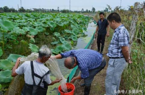 2017年农民发家致富新模式，藕田套养“宝贝”年入几十万！