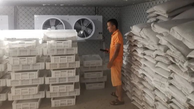 虻虫人工养殖_水虻养殖视频_食用水虻的养殖技术