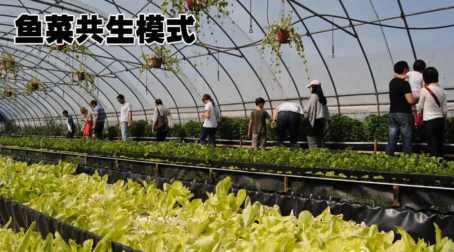 水虻养殖视频_虻虫人工养殖_食用水虻的养殖技术