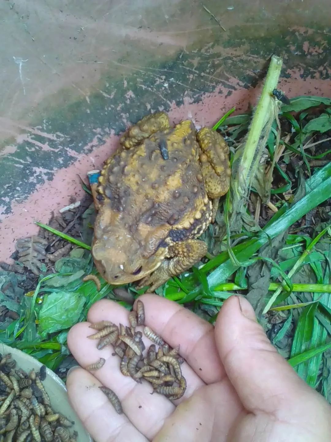 虻虫人工养殖_食用水虻的养殖技术_水虻养殖视频