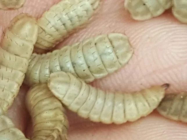 水虻养殖视频_虻虫人工养殖_食用水虻的养殖技术