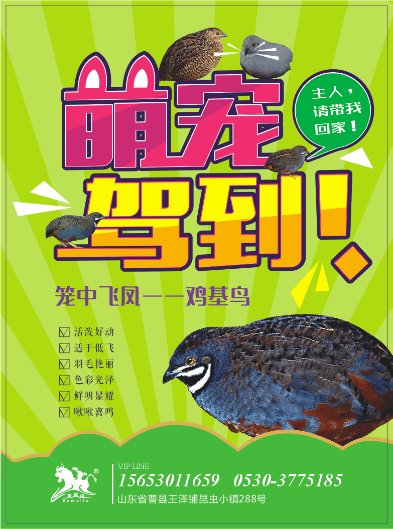 水虻养殖视频_食用水虻的养殖技术_虻虫人工养殖