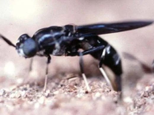 食用水虻的养殖技术_虻虫人工养殖_水虻养殖视频