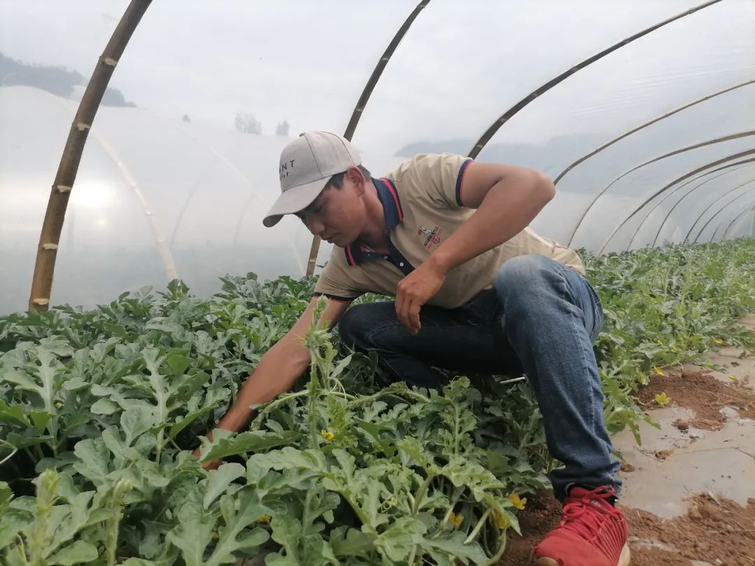 西瓜种植致富模式_致富经西瓜种植全视频_西瓜致富经