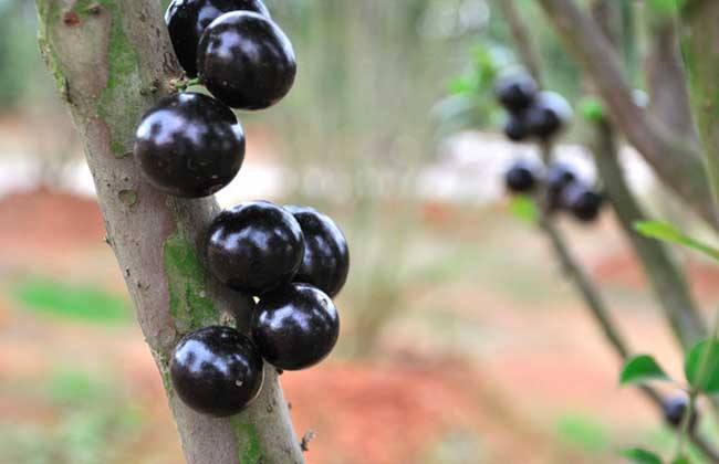 致富果树种植技术视频_果树种植致富经_致富果树种植方法