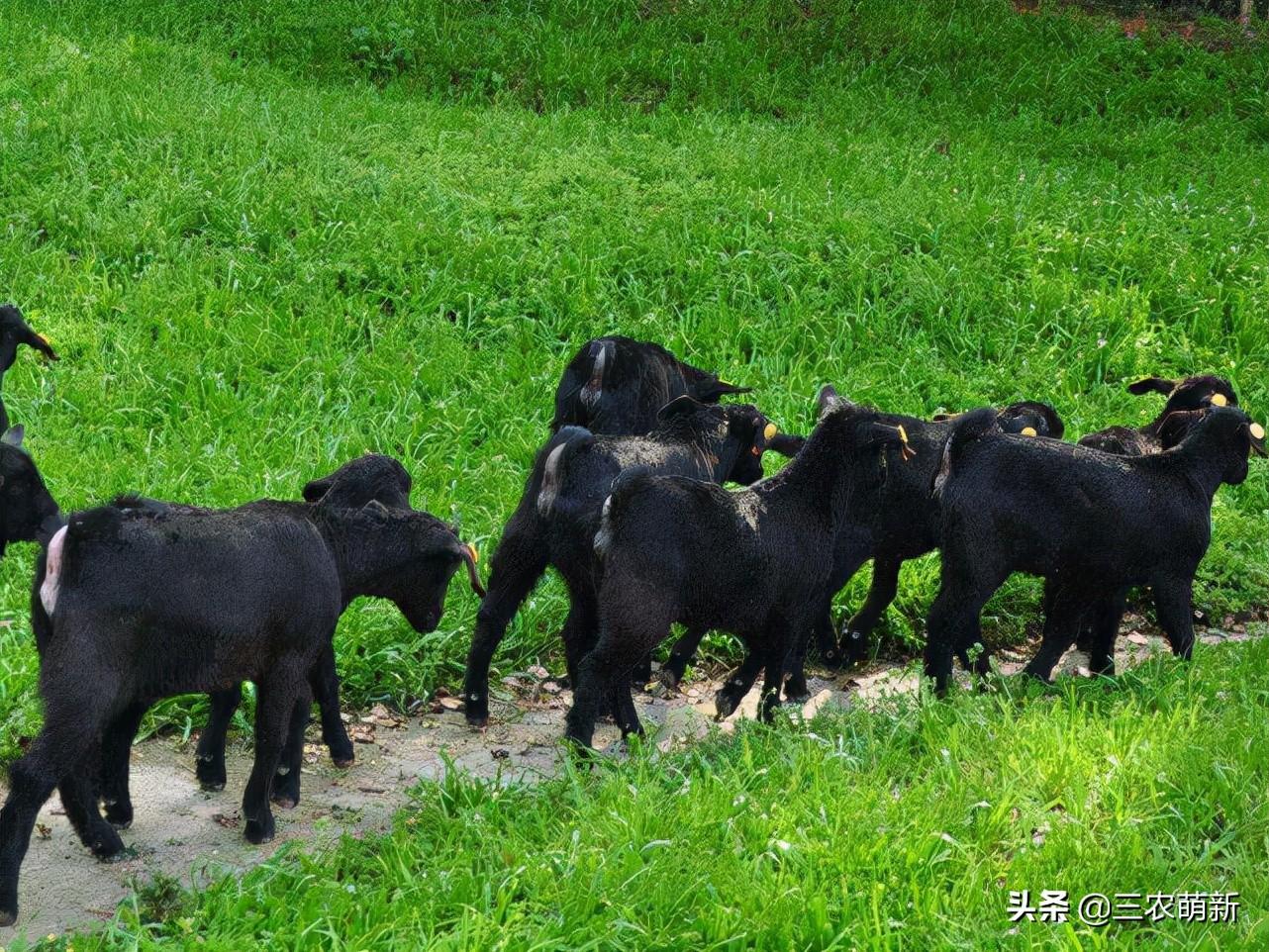 山区养殖什么致富项目_小山头养殖致富项目视频_致富经山上养鸡视频