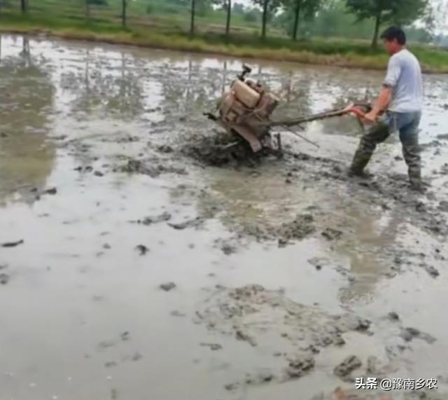 防渗膜铺底种植莲藕的高产方式你会吗？乡农帮你学种植