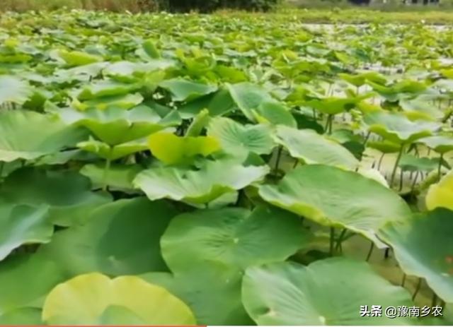 防渗膜铺底种植莲藕的高产方式你会吗？乡农帮你学种植