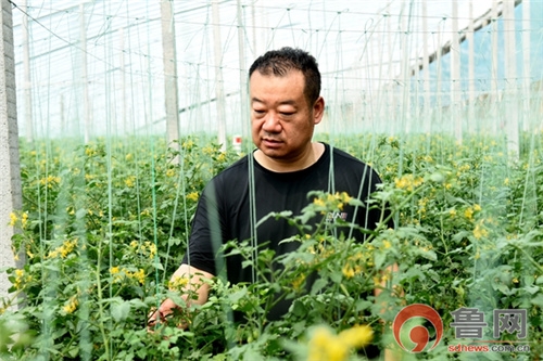 罗守言在智能防风温控大棚察看圣女果生长情况。