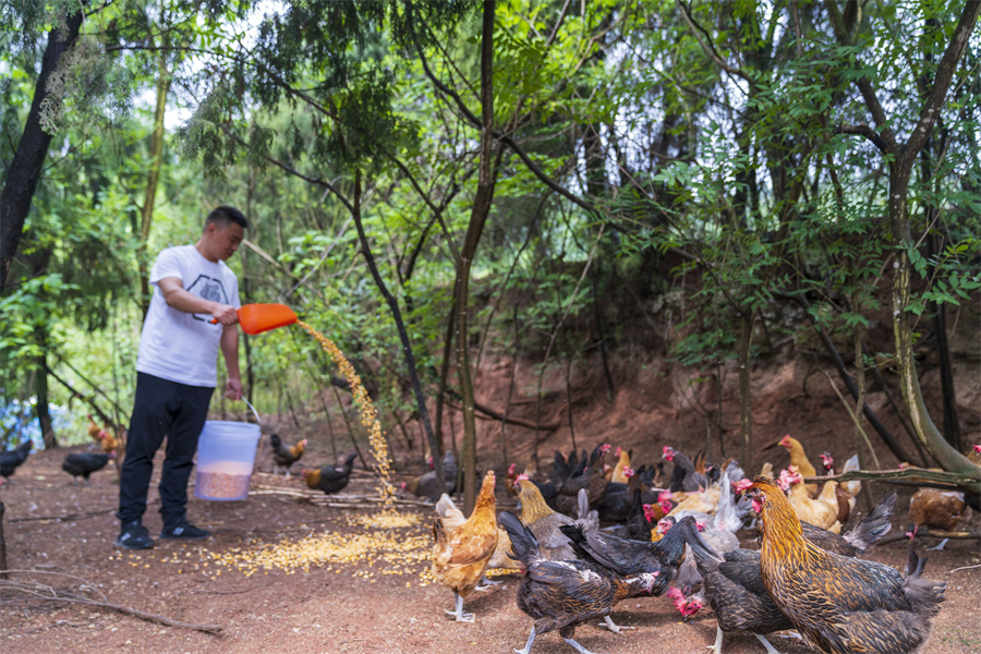 致富经山上养鸡视频_小山头养殖致富项目视频_山区养殖什么致富项目