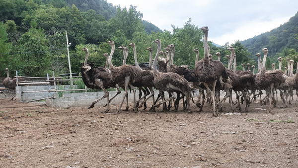 贵州三都：特色养殖 “鸵”起致富梦