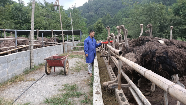 贵州三都：特色养殖 “鸵”起致富梦。