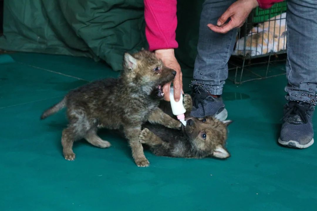 视频致富养殖羊骗局_农村养殖致富养羊视频_致富经养殖羊视频