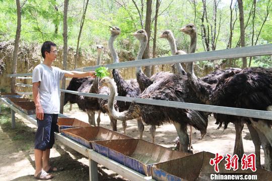 甘肃庆阳市西峰区显胜乡显胜村青年农民袁博给鸵鸟吃杂草。 盘小美 摄