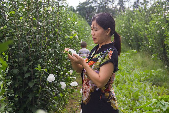 种植园林绿化树种致富_种植绿化树利润如何_种植绿化树致富