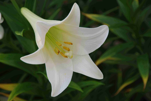 百合种植前景如何？百合种植利润分析