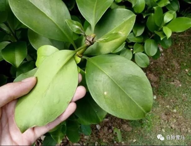 非州茉莉的养殖技术_茉莉的养殖方法和视频_茉莉花养殖视频教程