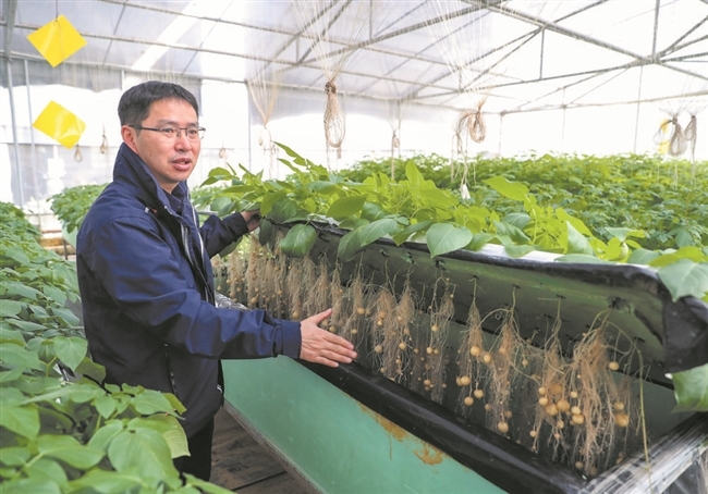 家庭种植豆角的方法视频教程_种豆角的做法_自制豆角种植技术