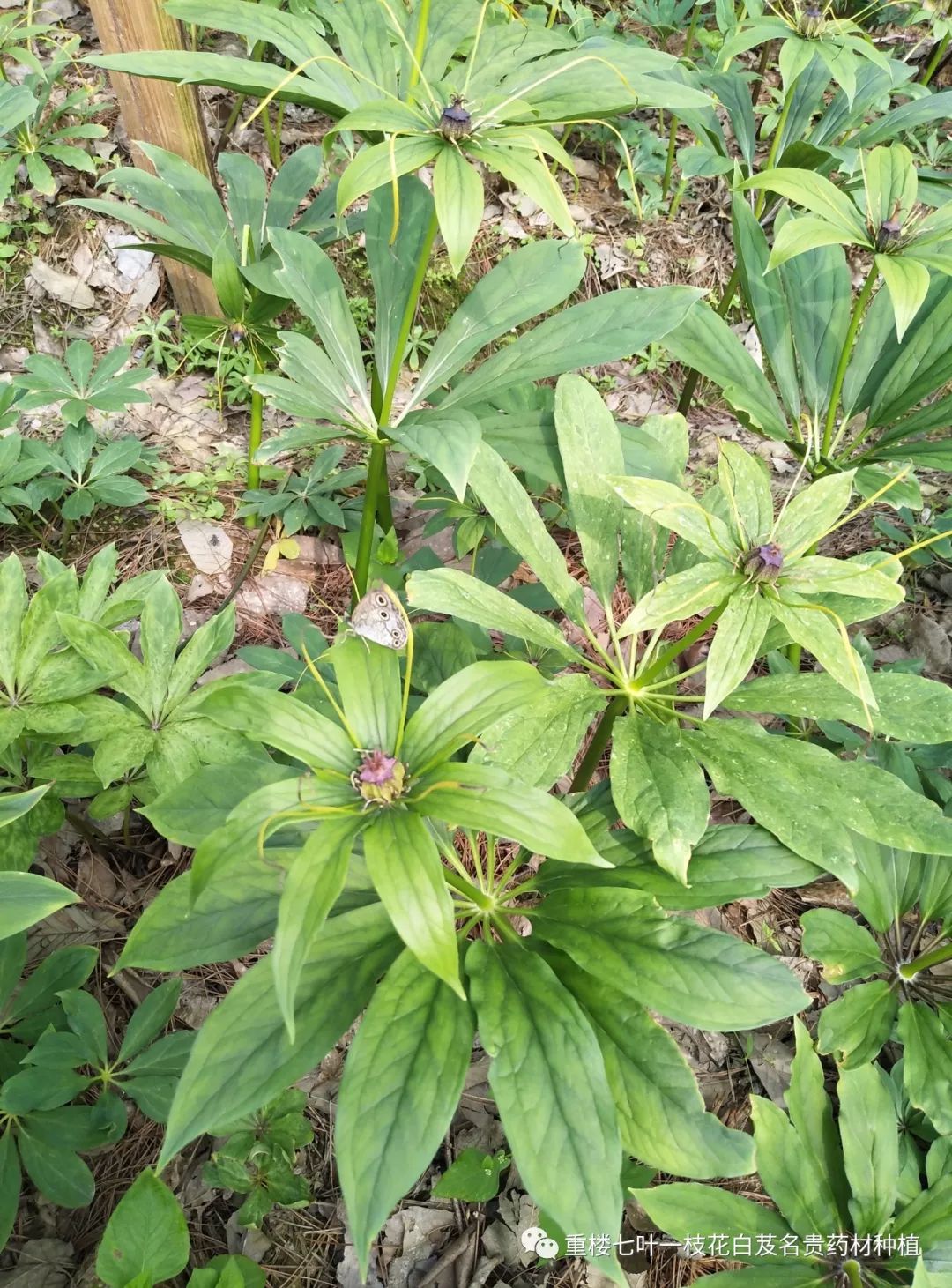 种植重楼效益_致富经重楼种植_重楼种植利润