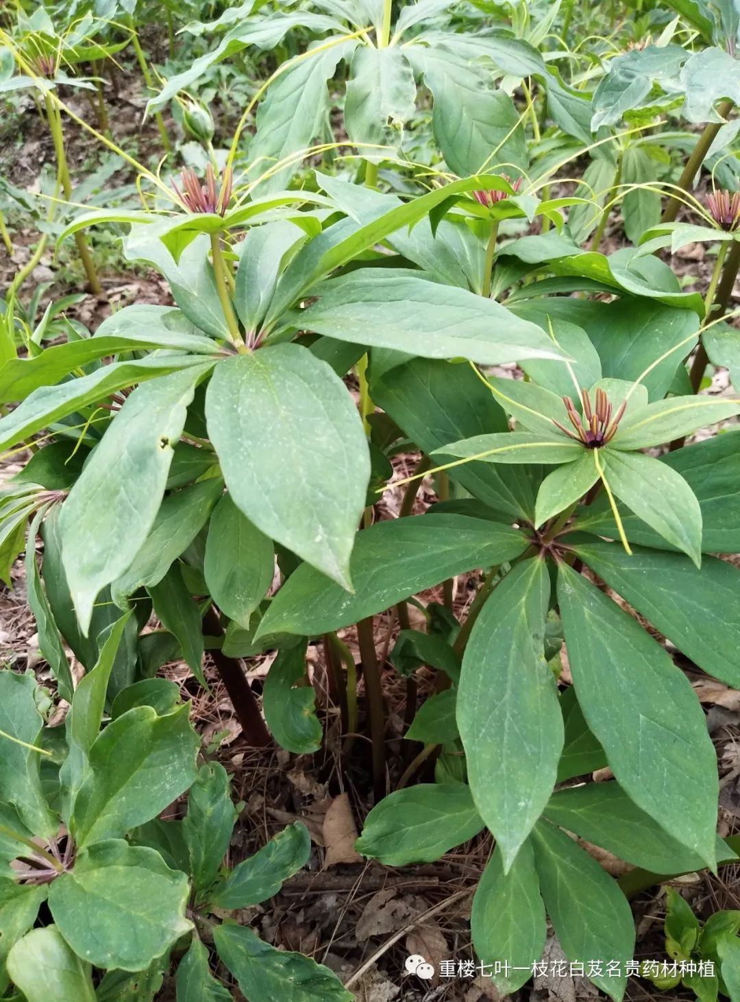 种植重楼效益_致富经重楼种植_重楼种植利润