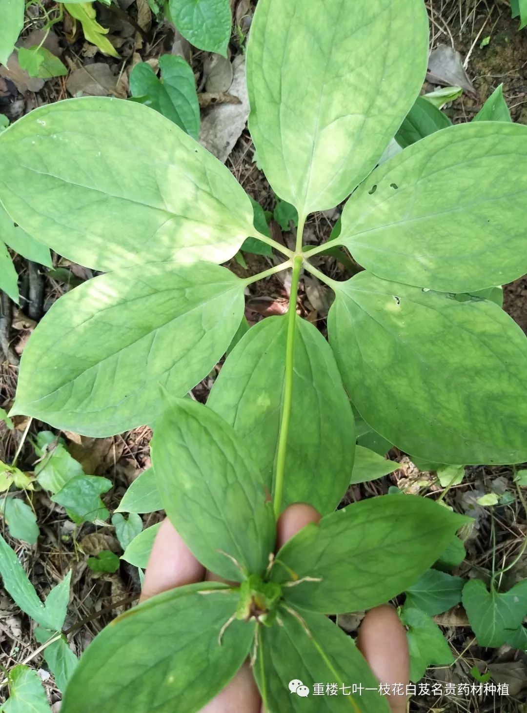 种植重楼效益_致富经重楼种植_重楼种植利润