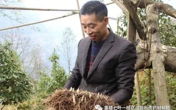 种植重楼效益_致富经重楼种植_致富经重楼种植视频