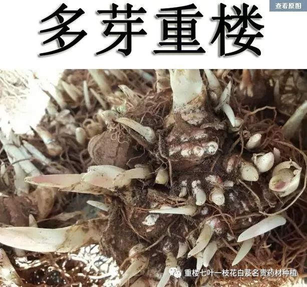 致富经重楼种植_种植重楼效益_致富经重楼种植视频